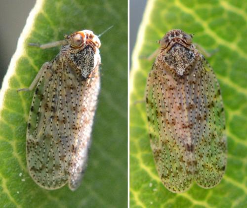 Tachycixius pilosus